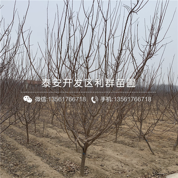 出售金太陽杏苗、出售金太陽杏苗價(jià)格及基地