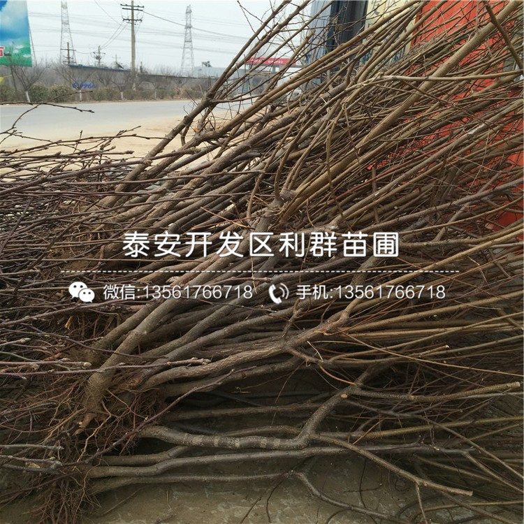 山東紅豐杏苗基地及報價