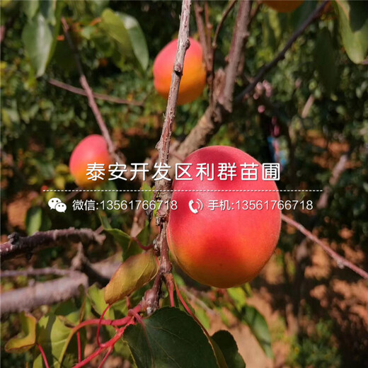新品種紅杏樹苗、新品種紅杏樹苗出售