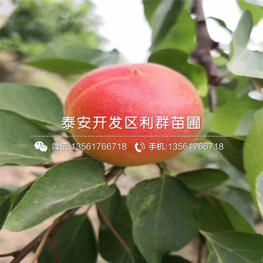 油杏苗、油杏苗基地及價(jià)格