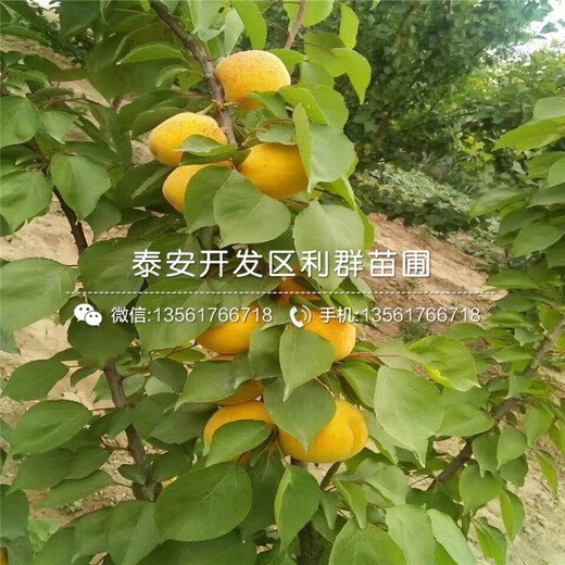 5公分杏苗價格、山東5公分杏苗