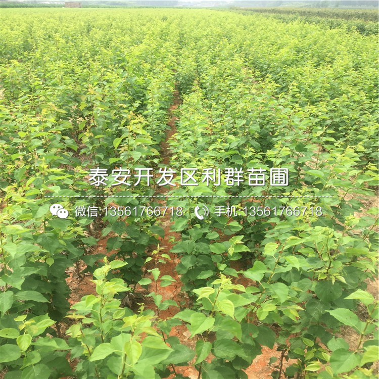 出售荷蘭香蜜杏樹苗、荷蘭香蜜杏樹苗價(jià)格