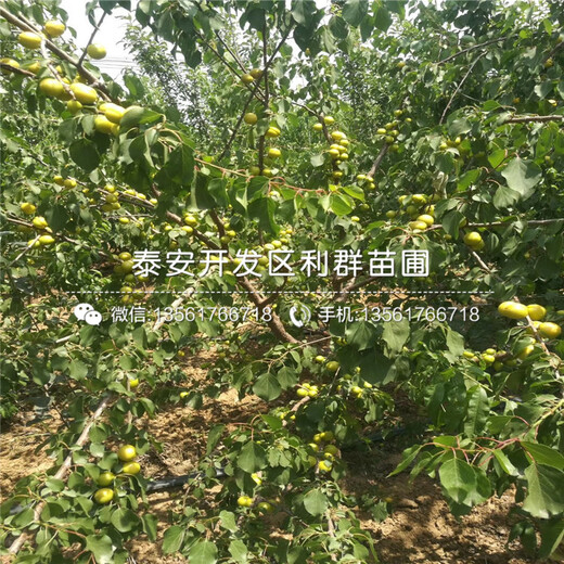 杏樹苗出售、杏樹苗價格及報價