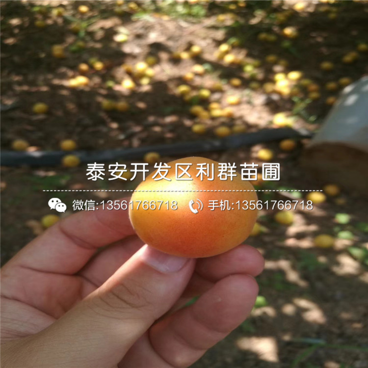 荷蘭香蜜杏樹苗、荷蘭香蜜杏樹苗報價及價格