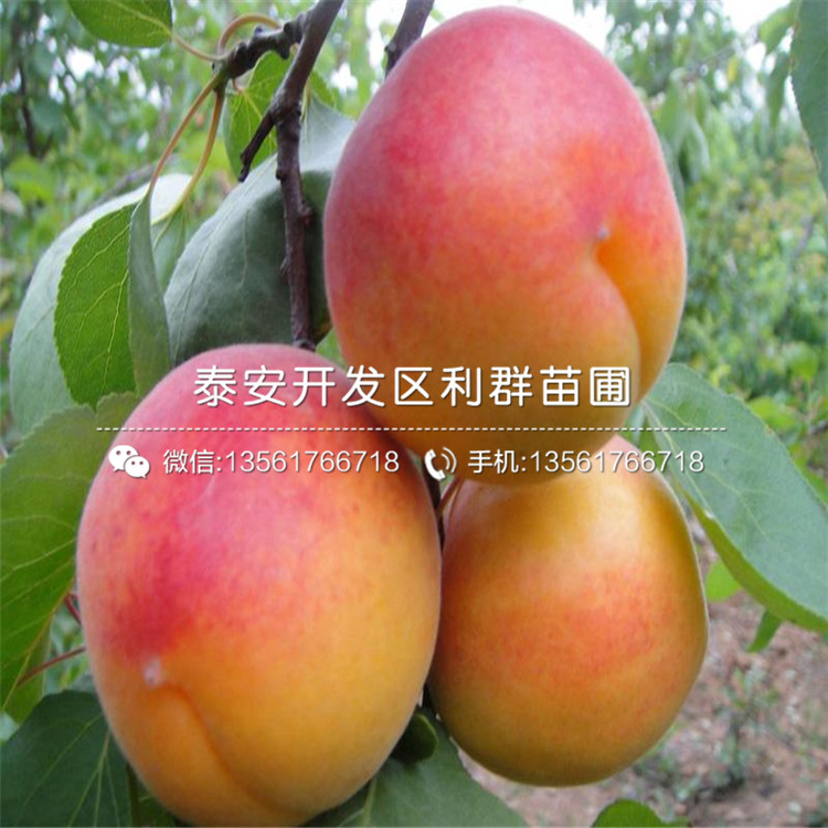 4公分杏樹(shù)苗價(jià)格、4公分杏樹(shù)苗基地及報(bào)價(jià)