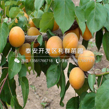 2020年蜜香杏樹苗價格