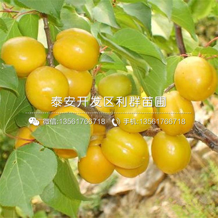 荷蘭香蜜杏苗價(jià)格、荷蘭香蜜杏苗基地
