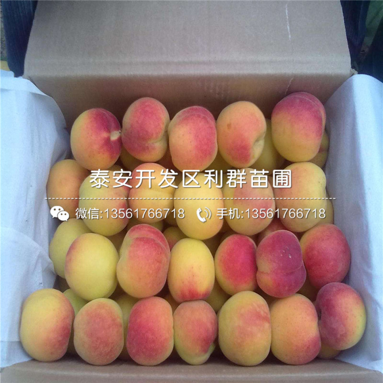 4公分紅玉杏樹苗、4公分紅玉杏樹苗價(jià)格及報(bào)價(jià)