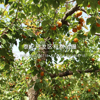 珍珠油杏树苗出售、珍珠油杏树苗价格及基地