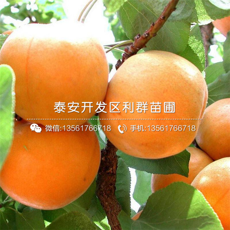 山東杏樹苗、山東杏樹苗報(bào)價(jià)