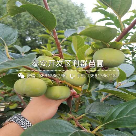 太秋甜柿子樹苗、太秋甜柿子樹苗出售價格