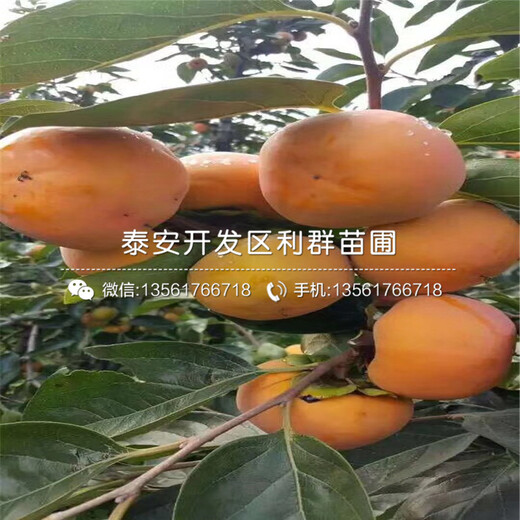 富有柿子樹(shù)苗價(jià)格、富有柿子樹(shù)苗出售
