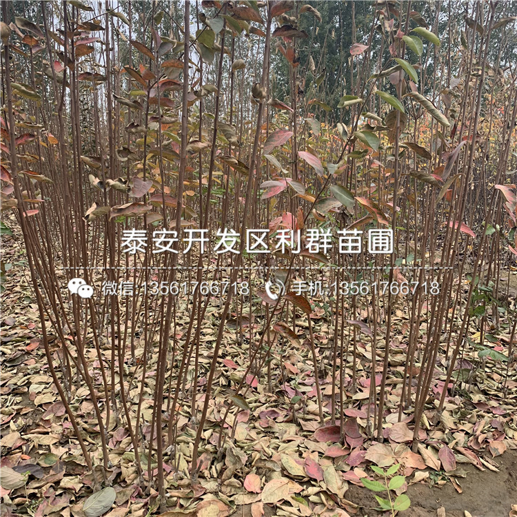 脆柿子樹苗價(jià)格、脆柿子樹苗出售