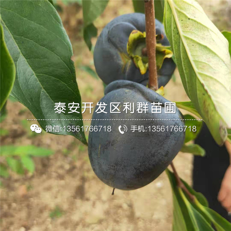 无核火晶柿子苗、无核火晶柿子苗价格