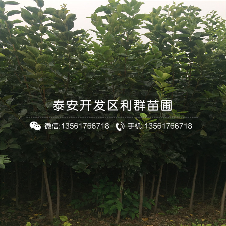 甜脆柿子苗、甜脆柿子苗批發(fā)