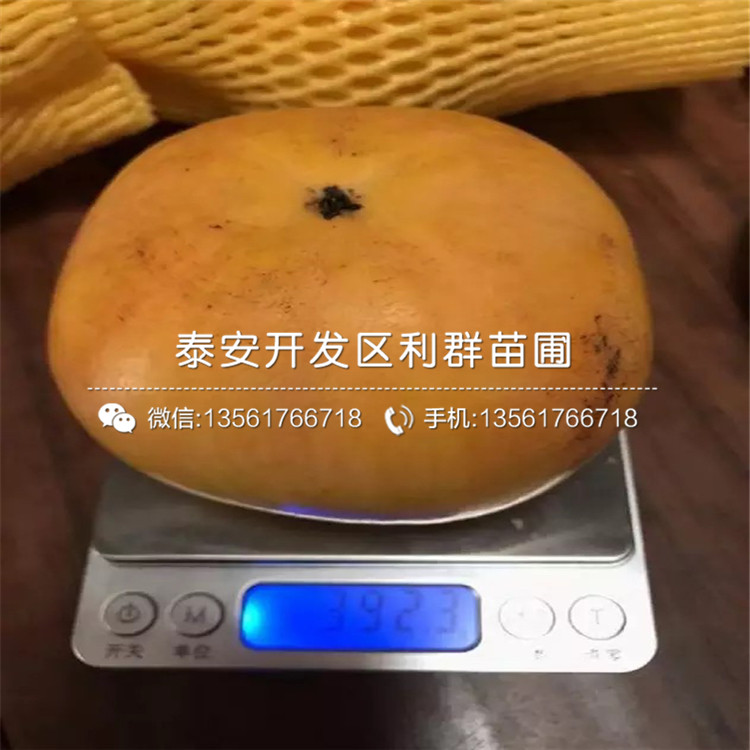 山東甜柿子樹苗報(bào)價(jià)