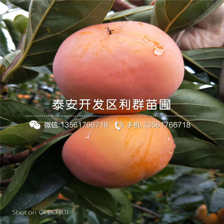 4公分日本甜脆柿子树苗、4公分日本甜脆柿子树苗价格及报价