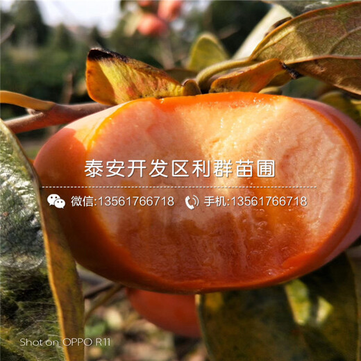大秋甜柿樹苗出售基地、大秋甜柿樹苗價(jià)格及報(bào)價(jià)