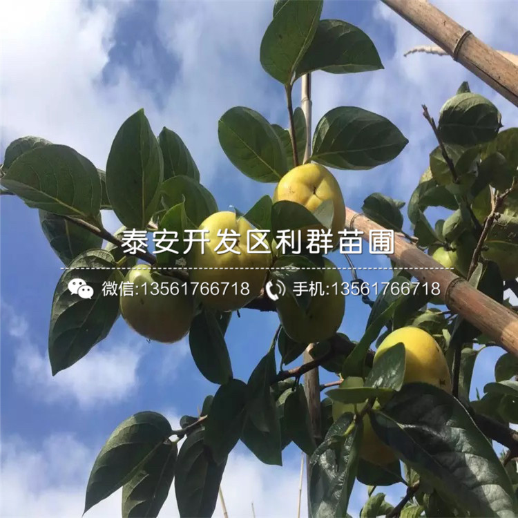 出售3公分柿子苗、出售3公分柿子苗價格及報價