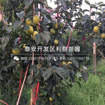 羅田甜柿苗出售價(jià)格、羅田甜柿苗基地及報價(jià)