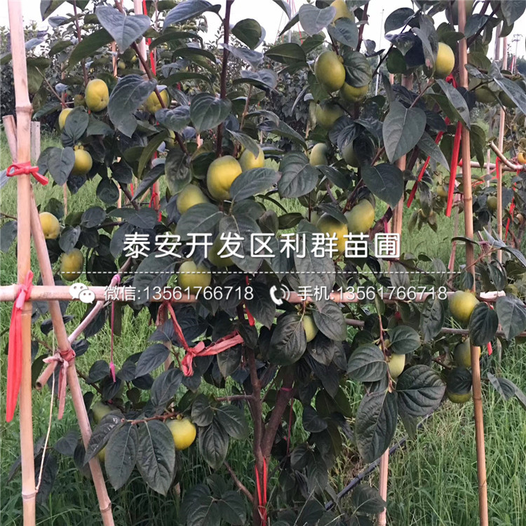 日本甜脆柿苗、日本甜脆柿苗价格及基地