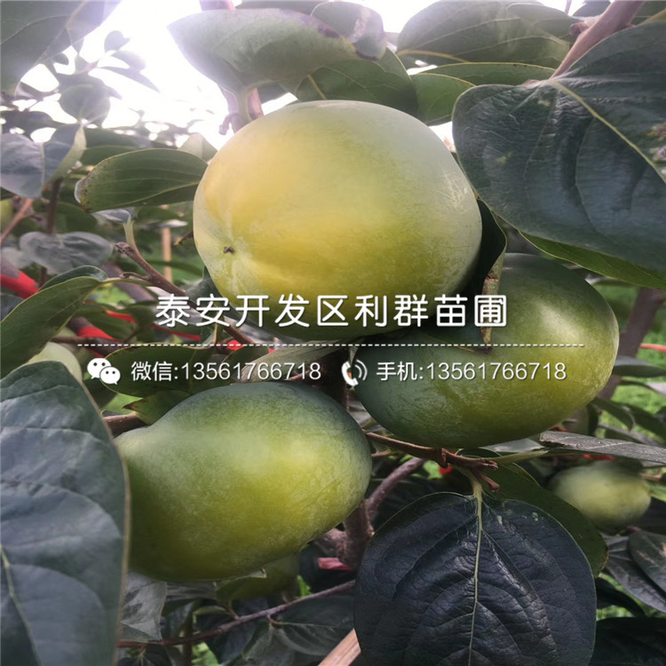 阳丰甜柿子树苗价格