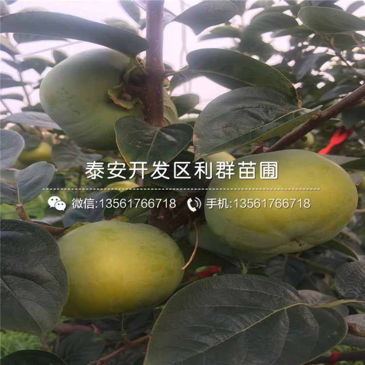 无核方柿子苗、无核方柿子苗基地