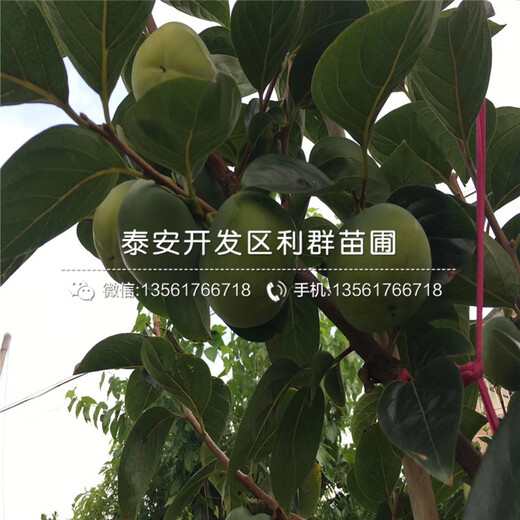 甜柿子樹苗價(jià)格、甜柿子樹苗批發(fā)