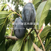 太秋甜柿子树苗出售图片