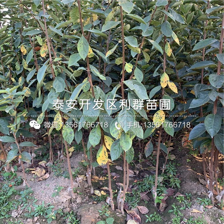 山東1公分柿子樹苗、1公分柿子樹苗基地