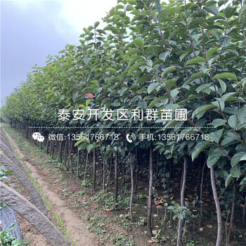 4公分日本甜脆柿子树苗、4公分日本甜脆柿子树苗价格及报价