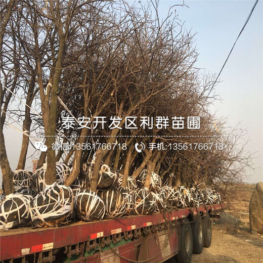 2公分柿子苗批發(fā)價(jià)格