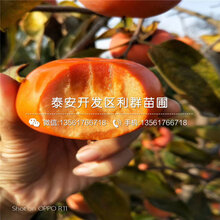 山东胎里红柿子树苗批发图片