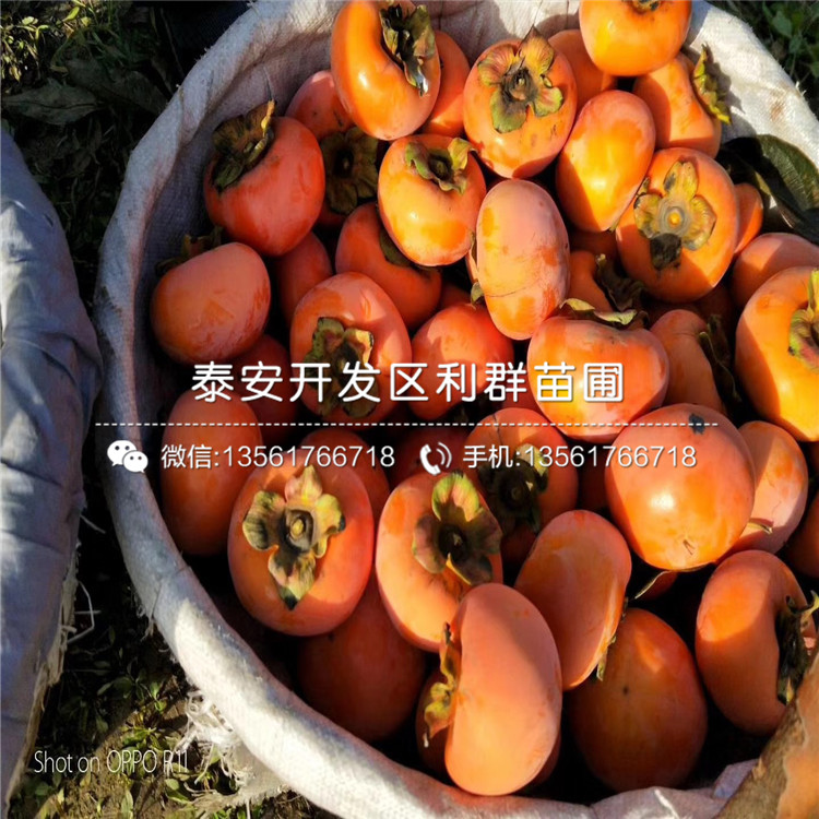 脆甜柿树苗基地及价格