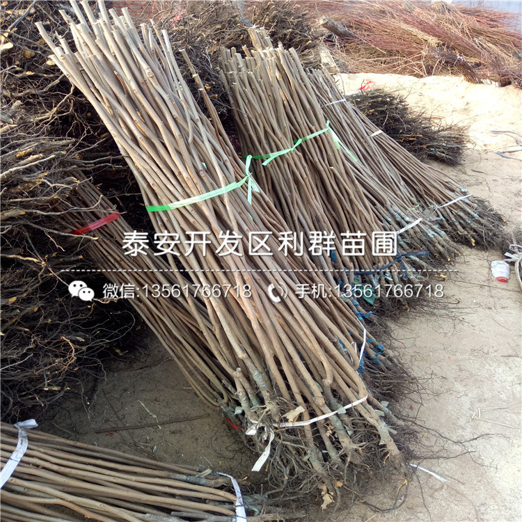 出售富平尖柿苗、富平尖柿苗基地