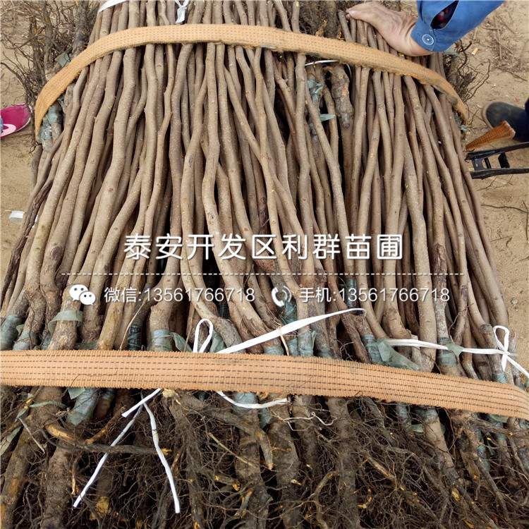 出售次郎甜柿樹(shù)苗、出售次郎甜柿樹(shù)苗基地