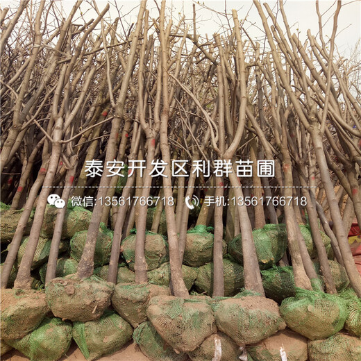 太秋柿子樹苗批發(fā)基地、太秋柿子樹苗報(bào)價(jià)及價(jià)格