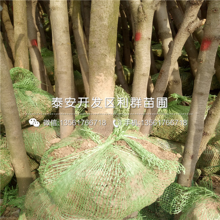 批發(fā)脆甜柿子樹苗、批發(fā)脆甜柿子樹苗價格及報價
