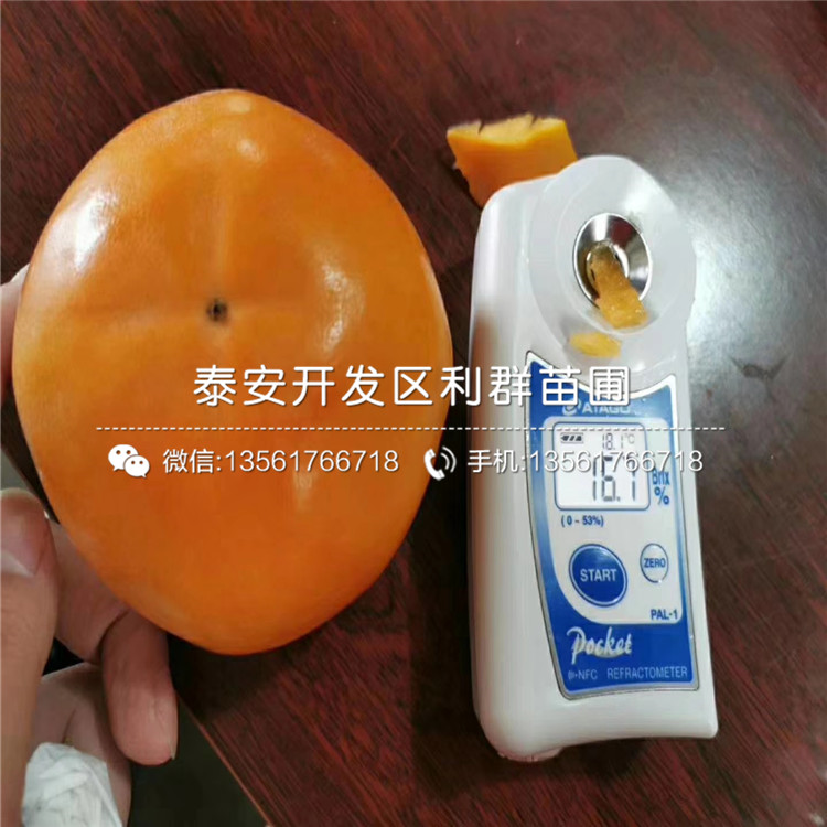 出售富平尖柿苗、富平尖柿苗基地