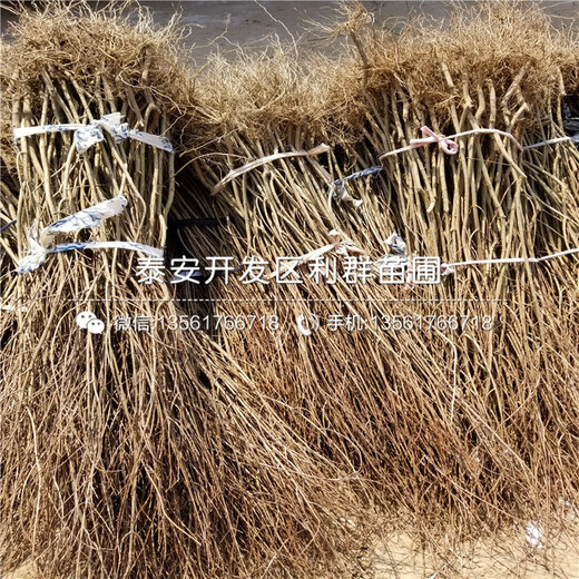 3公分石榴苗基地