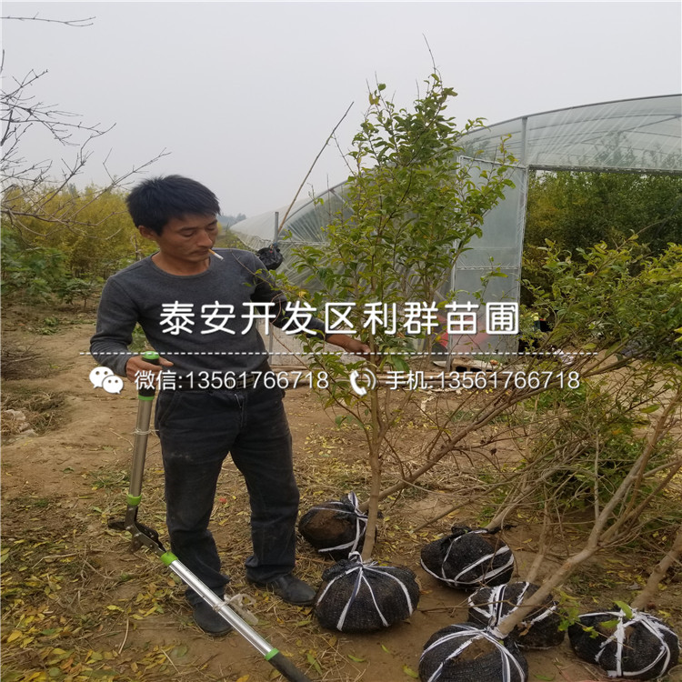 大青皮石榴苗價格、大青皮石榴苗基地及報價