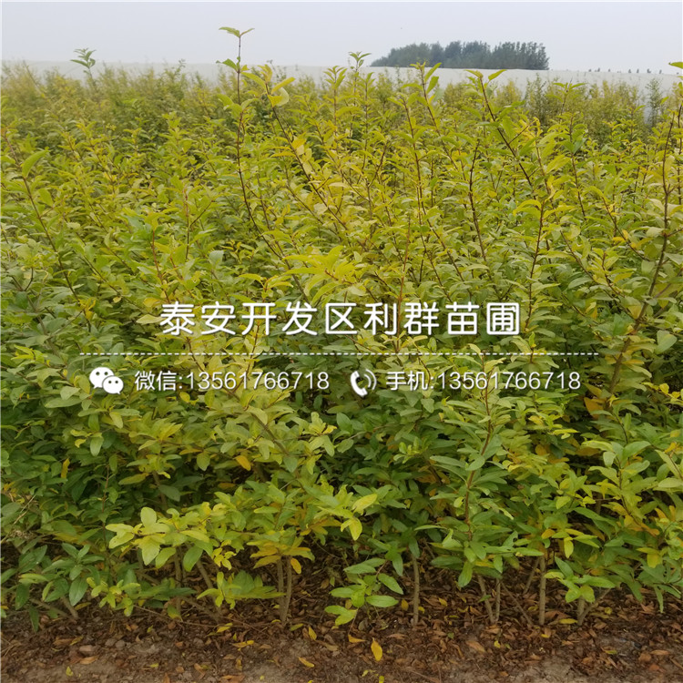 3公分石榴樹苗批發(fā)、3公分石榴樹苗價(jià)格及報(bào)價(jià)
