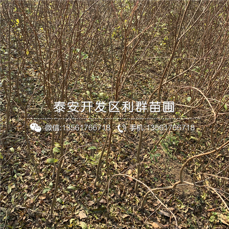 蒙陽紅石榴樹苗出售、蒙陽紅石榴樹苗價格