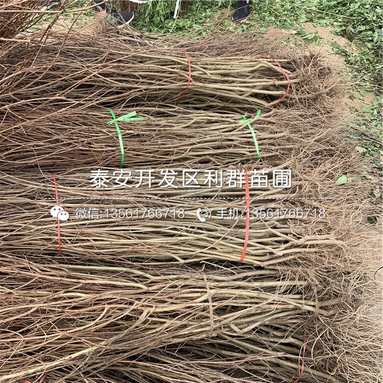 批發(fā)突尼斯軟籽石榴苗、突尼斯軟籽石榴苗基地