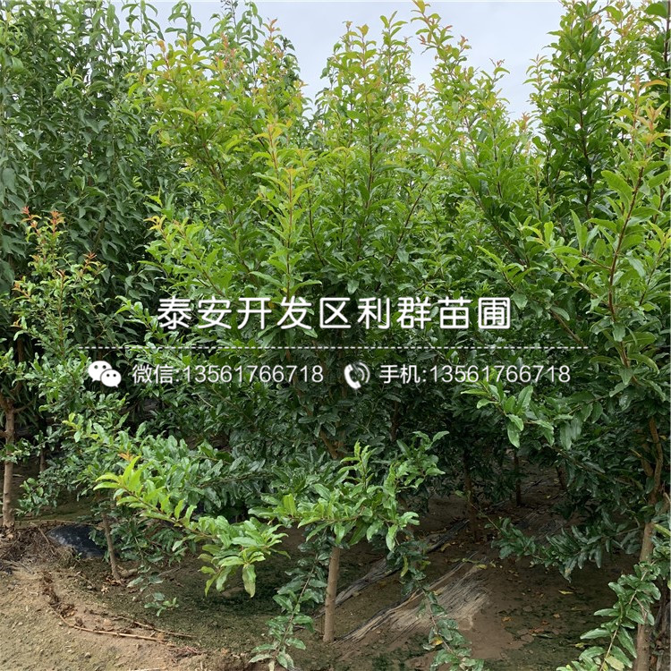 山東中農(nóng)紅軟籽石榴樹苗報(bào)價(jià)、山東中農(nóng)紅軟籽石榴樹苗價(jià)格