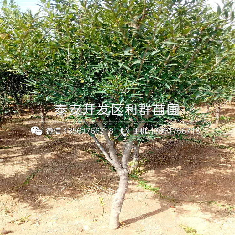 突尼斯軟籽石榴苗、突尼斯軟籽石榴苗基地及價(jià)格