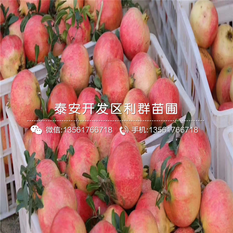 4公分三白甜石榴樹苗、4公分三白甜石榴樹苗價格