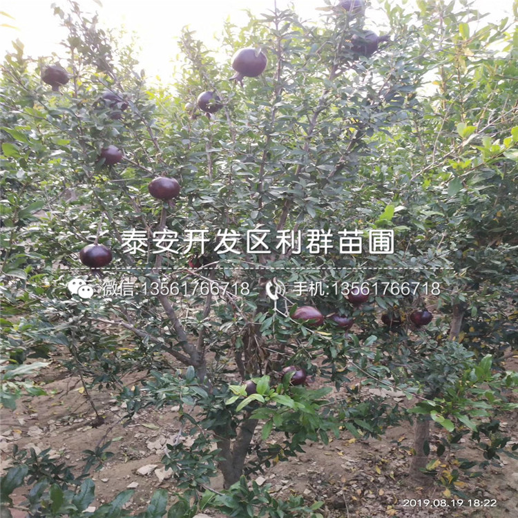 批发花石榴树苗、花石榴树苗基地