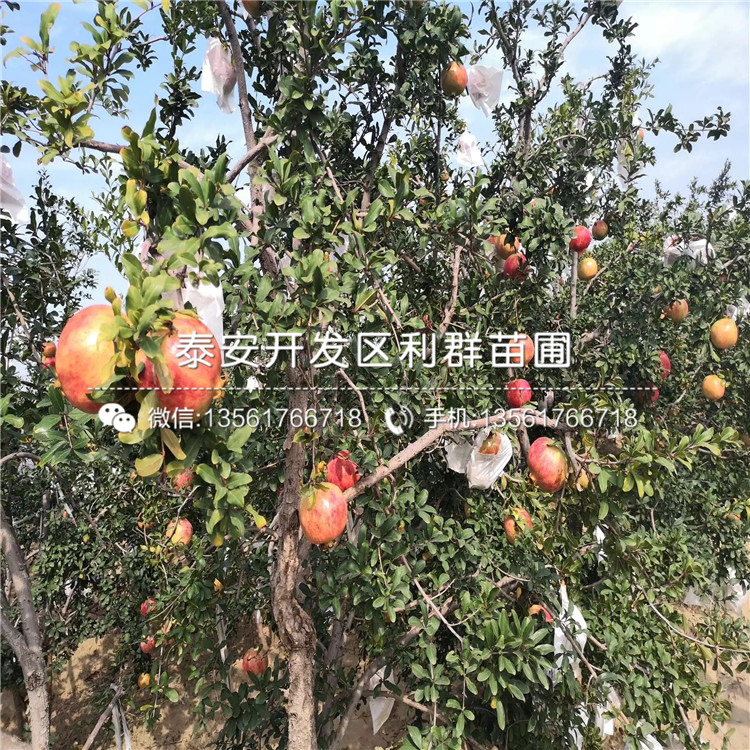 蒙陽紅石榴苗、蒙陽紅石榴苗報價及價格