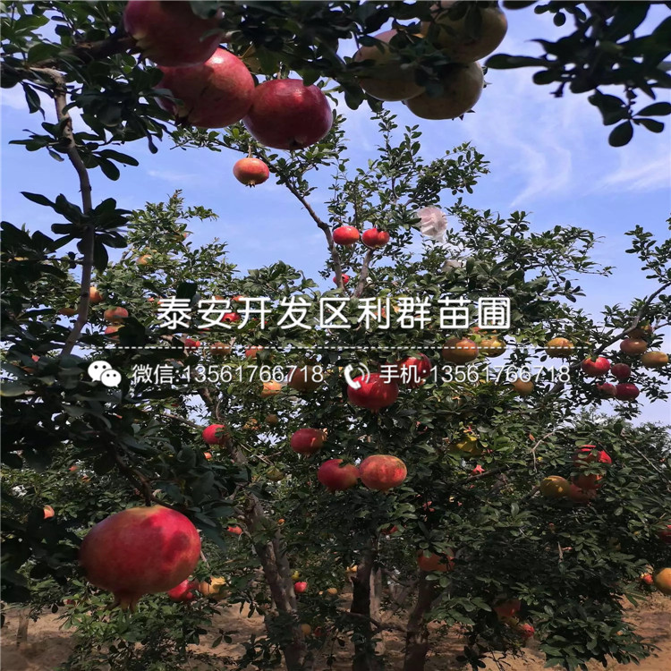 批發(fā)黑籽石榴苗、黑籽石榴苗基地